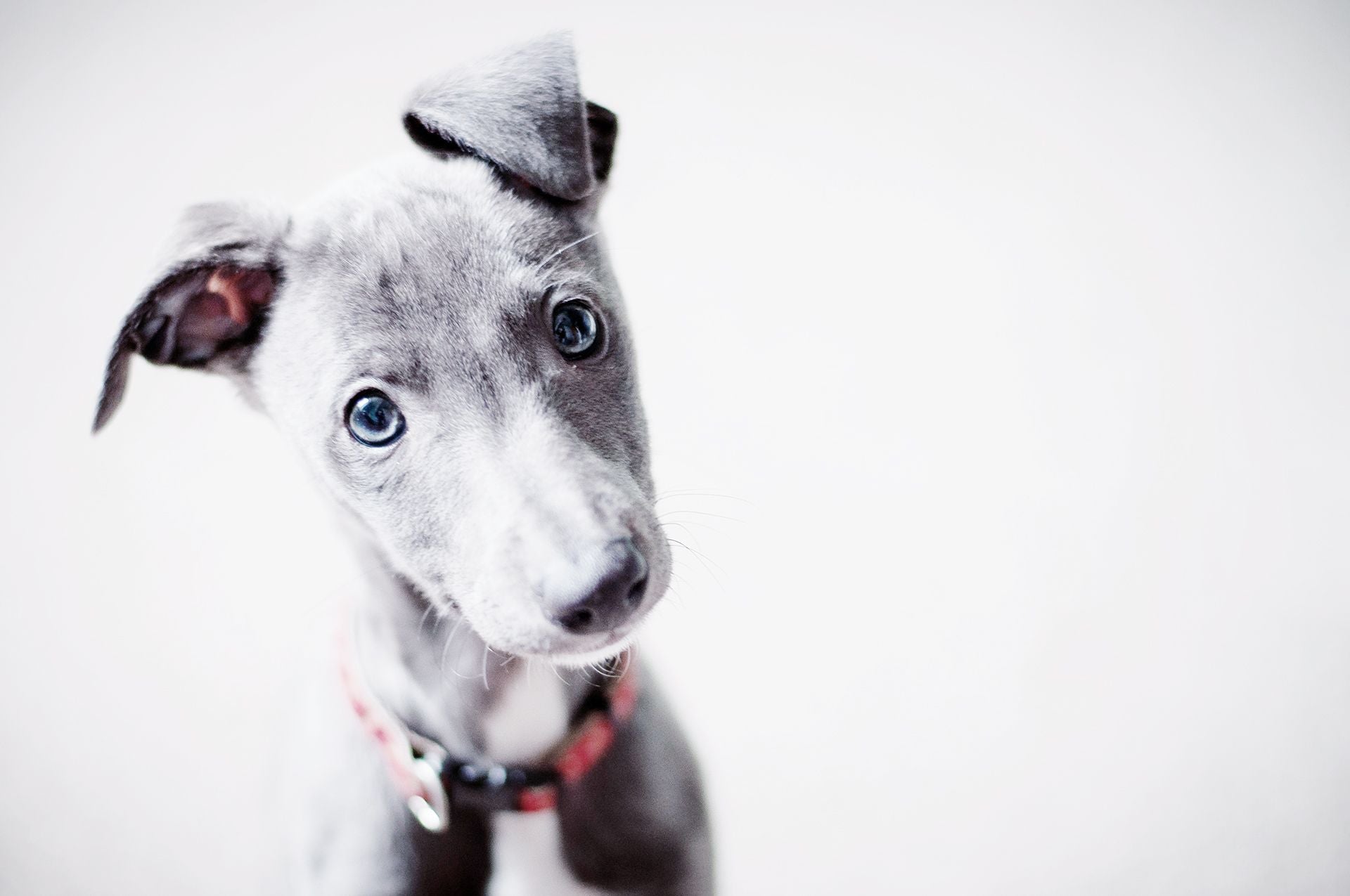 Top 10 Questions to Ask Before You Hire A Professional Dog Trainer