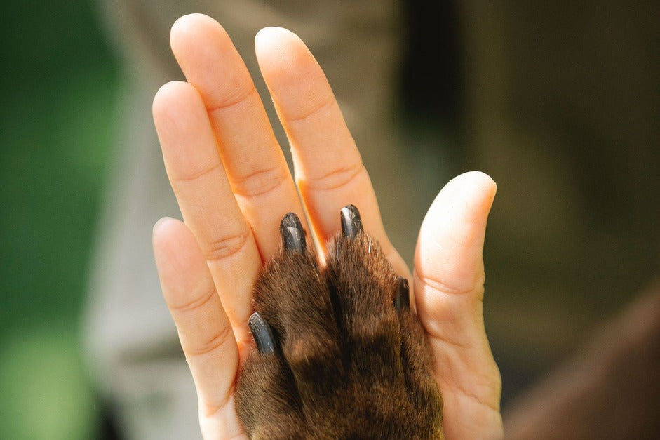 Dog Paw and Dog Mom's Hand Together