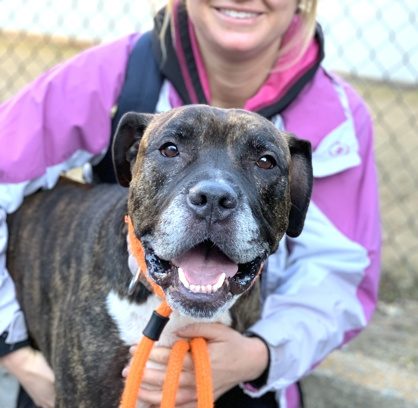 rosalie from life line animal project