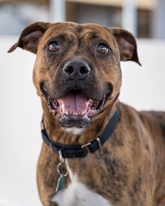 May Rescue - Meet Lucky $52.5 Donated