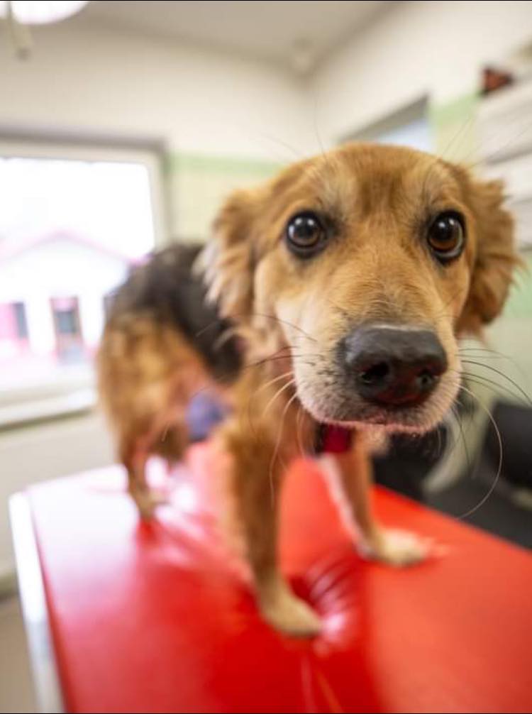 April Rescue-Helping Ukraine $50 Donated