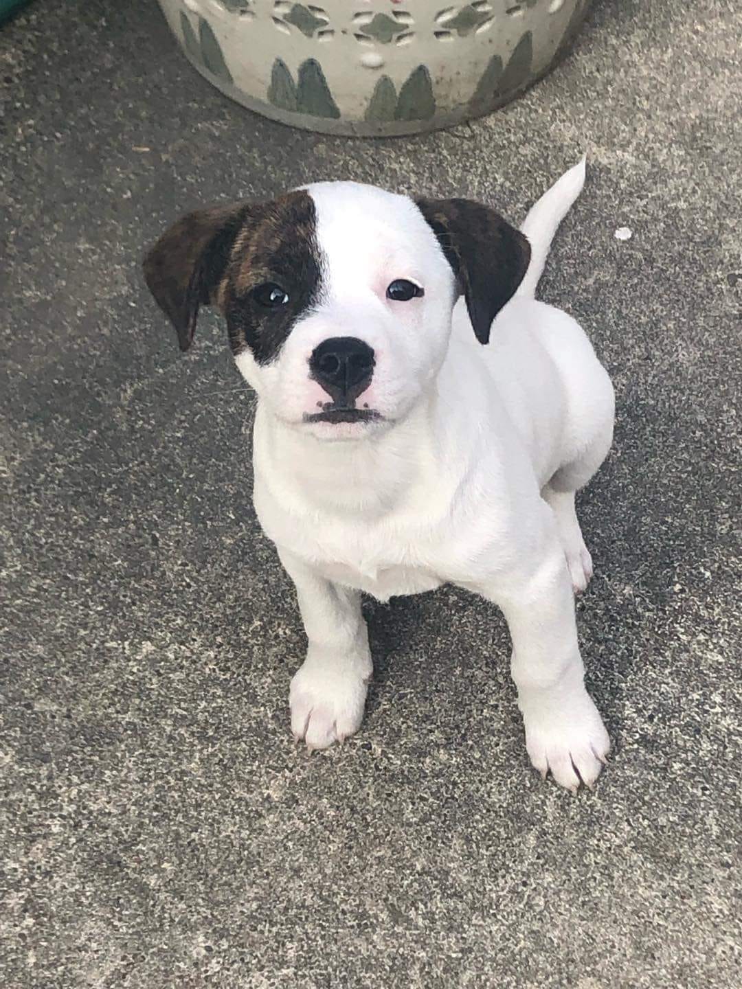 July Rescue - Meet Wendy $55 Donated