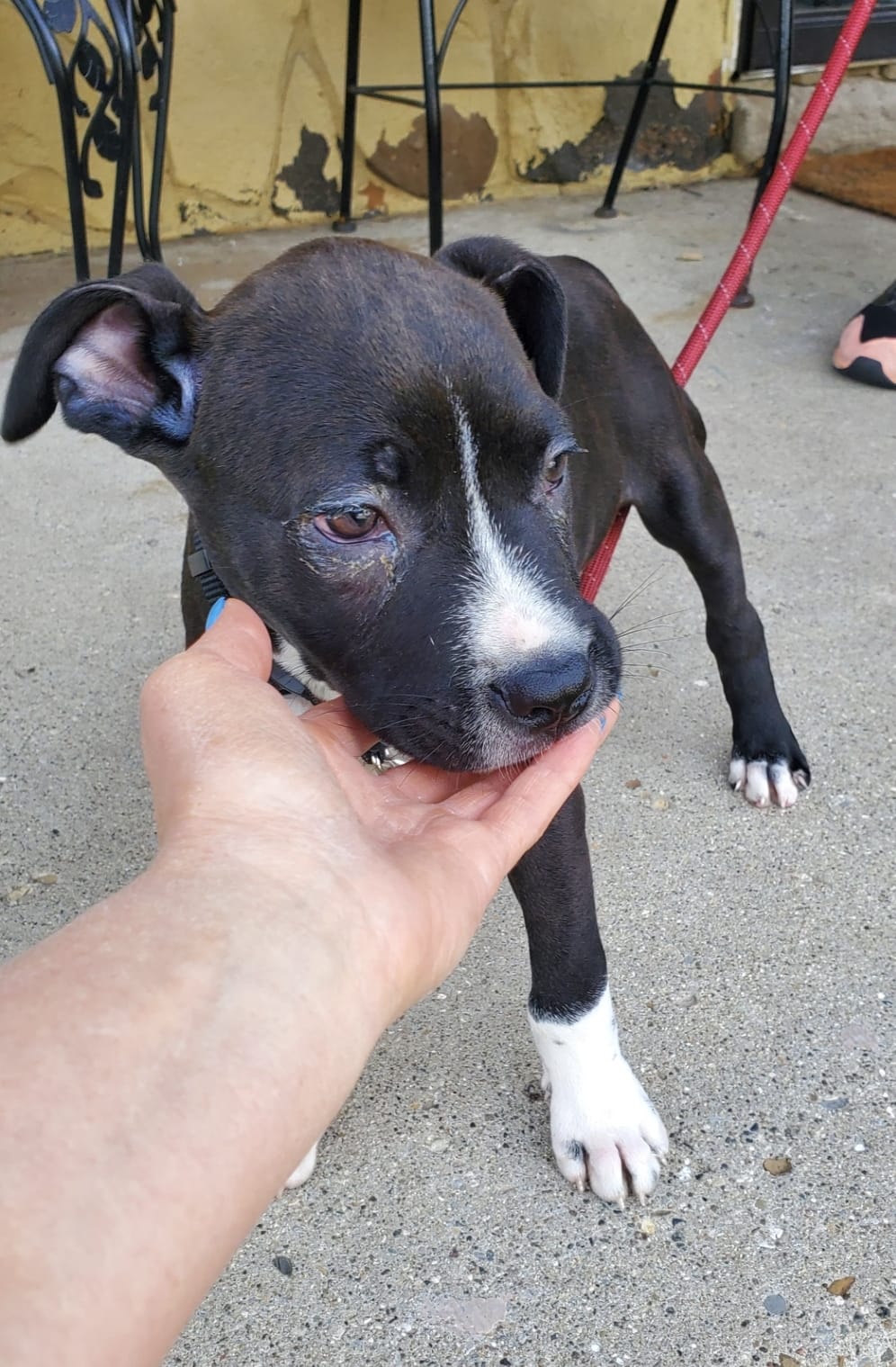 October Rescue - Meet Pit Puppy $62.5 Donated