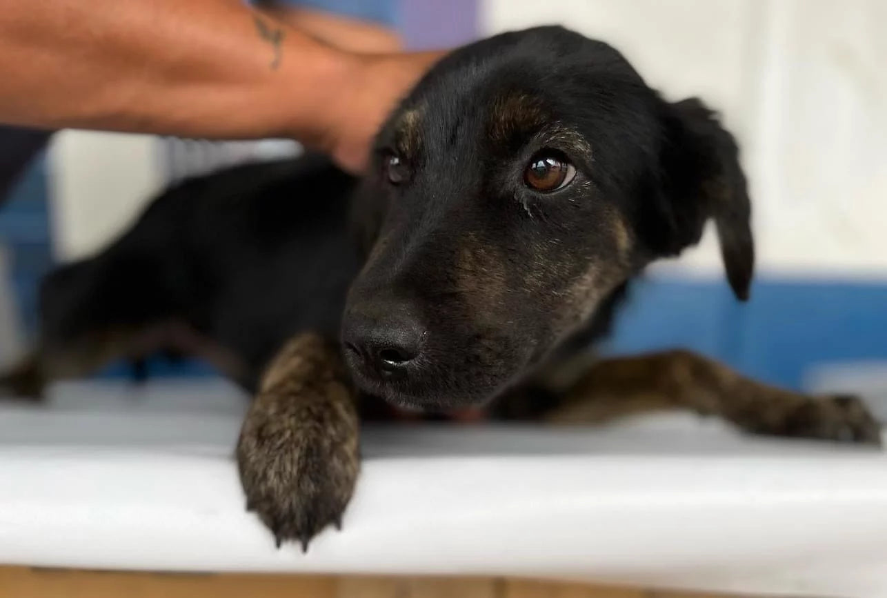 November Rescue - Meet Mobi $75 Donated