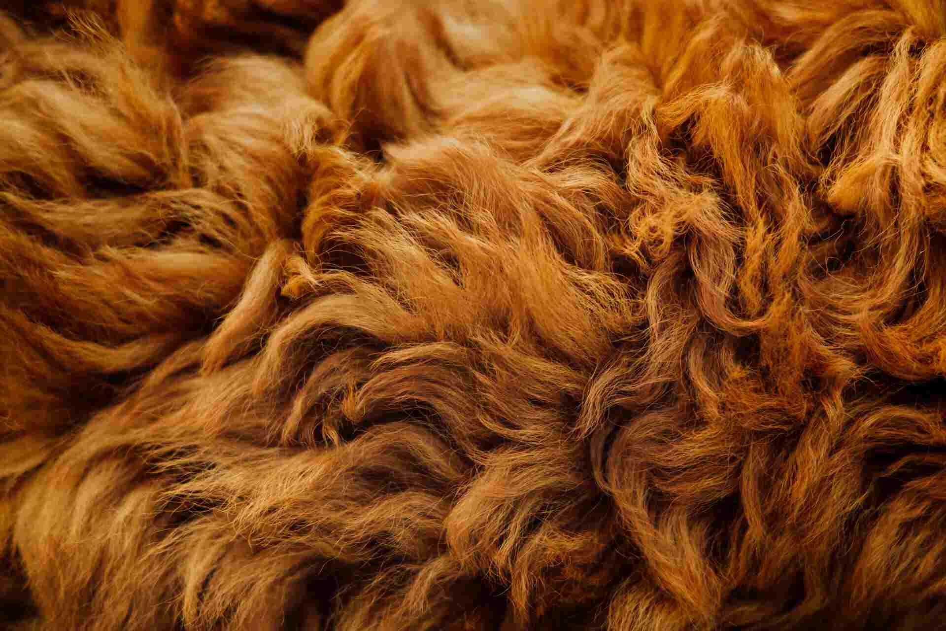 dog hair close up of fur beautiful auburn color