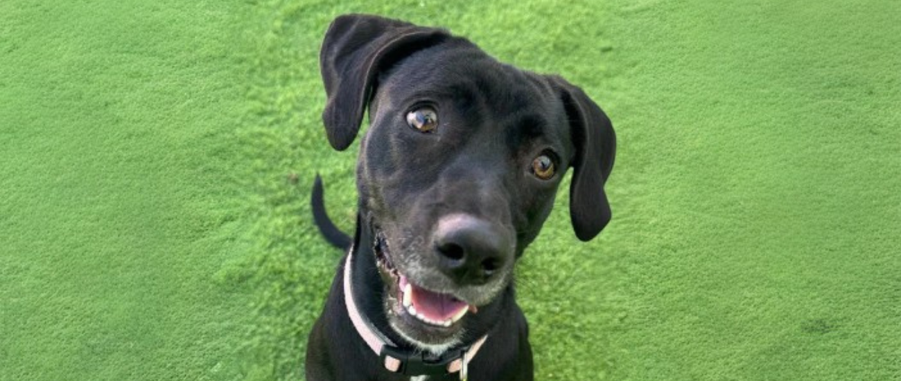 November Rescue - Vanderpumps Dogs $394 Donated