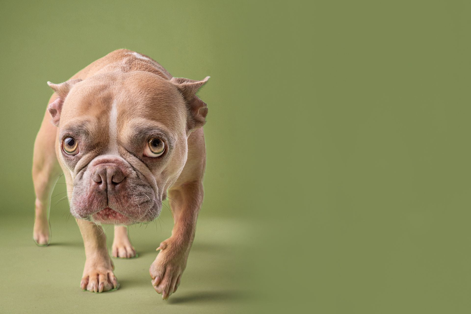 Feeling Guilty Leaving Your Pet Home Alone? Here Are Some Top Tips.