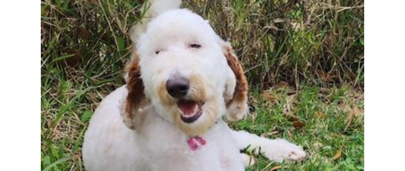 July Rescue - Florida Little Dog Rescue $189 Donated