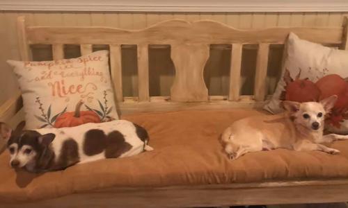 January Rescue: Peanut & Rascal $50 Donated