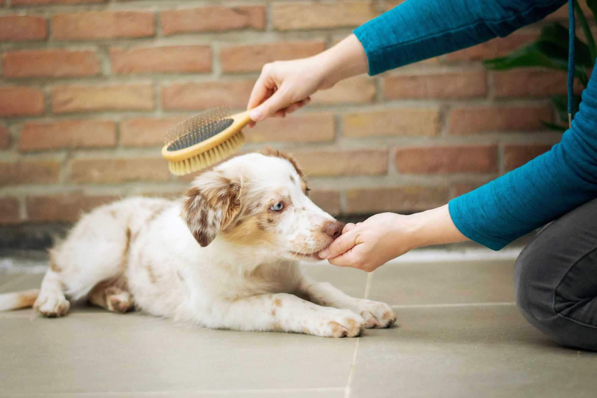 dog being brushed by dog mom