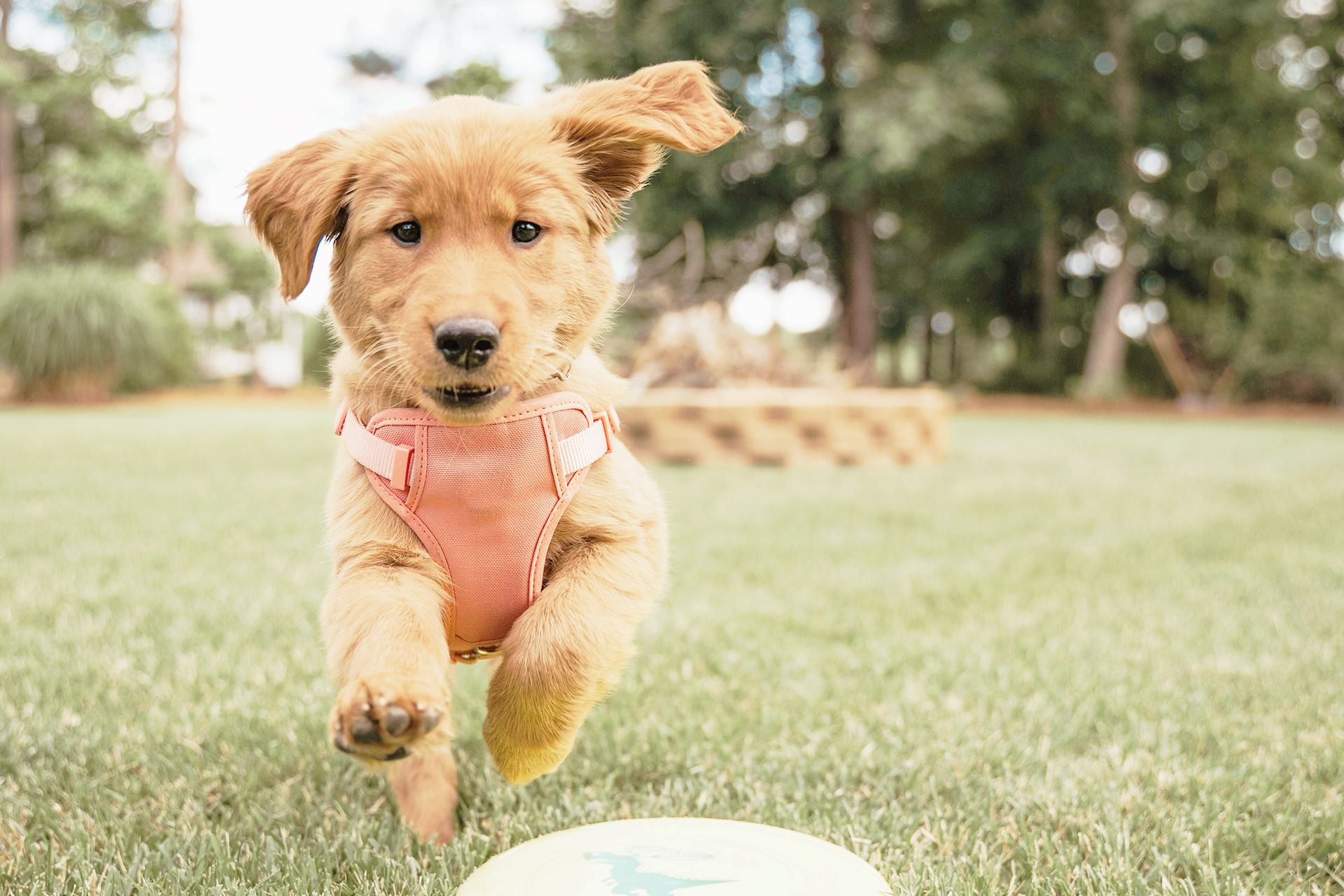 Puppy Playing with Frisbee toy