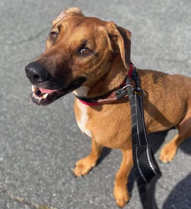 December Rescue: Aston $75 Donated