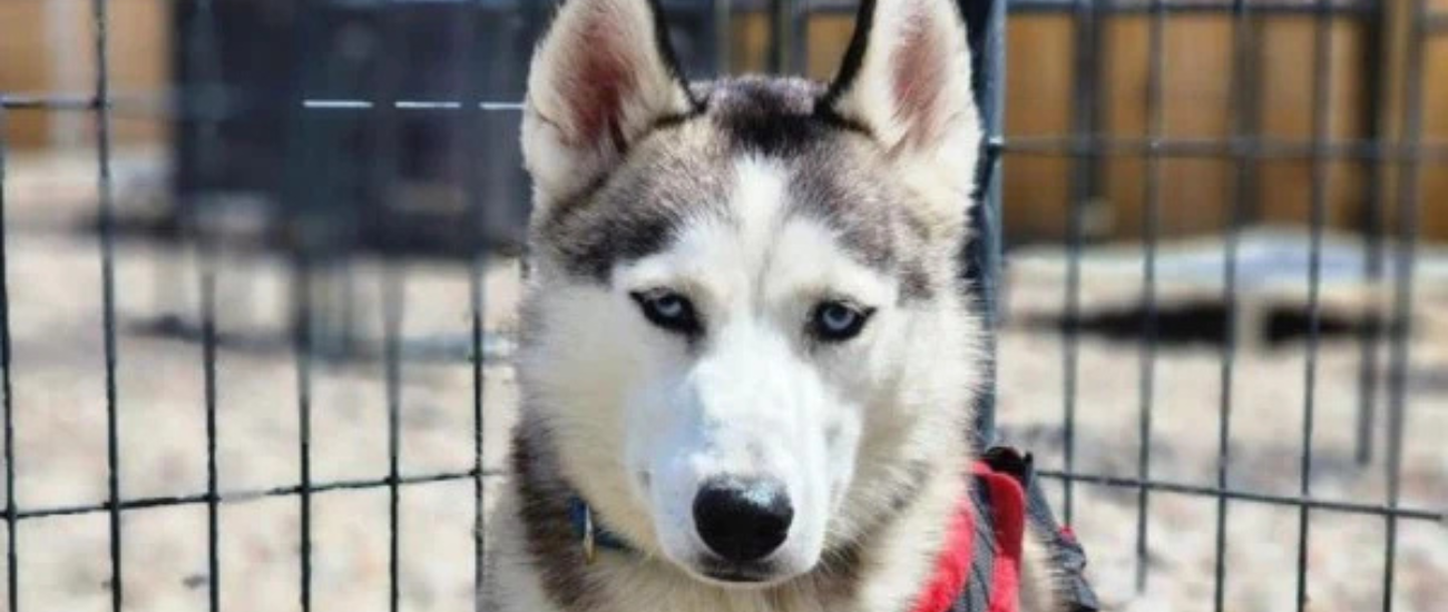 June Rescue - No Dogs Left Behind $199 Donated