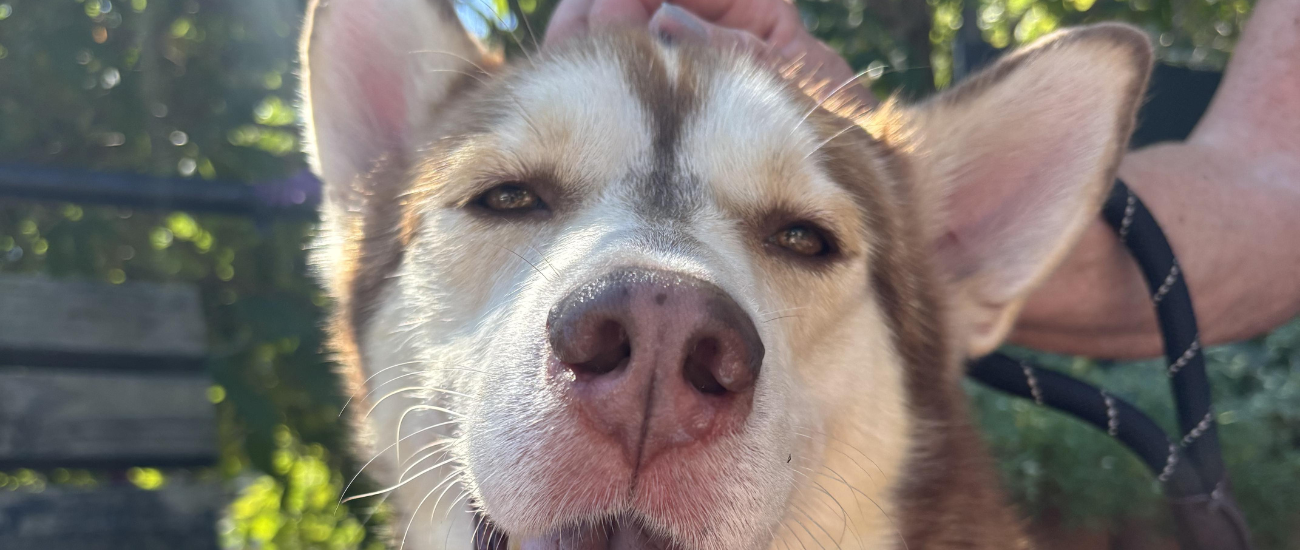 October Rescue: $TBA Donated, Meet Goku from Zani’s Furry Friends