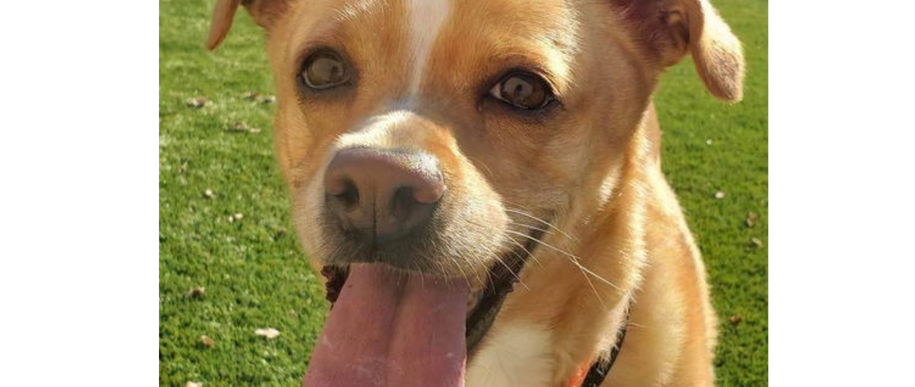 March Rescue - Alaskan Animal Rescue Friends $191.5 donated