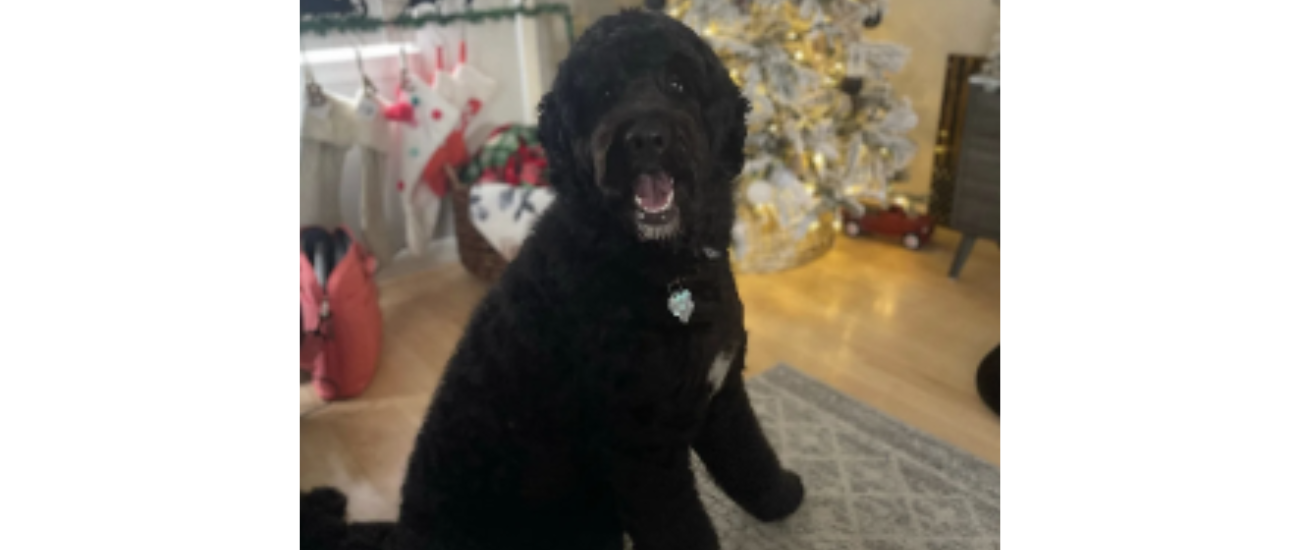 December Rescue - Brown Dogs $300 Donated