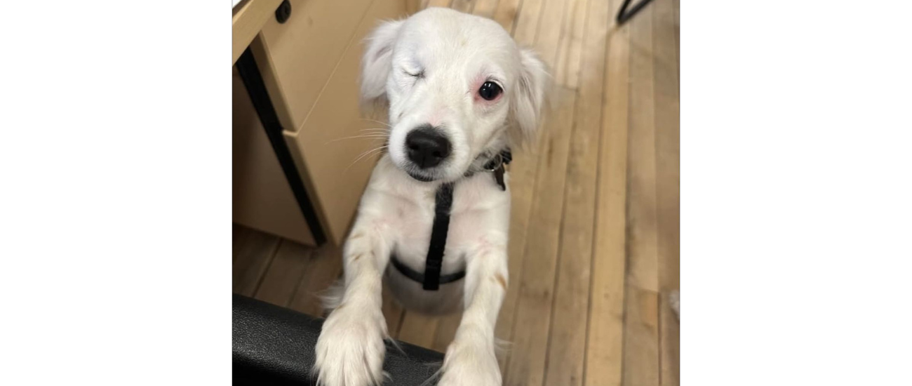 July Rescue: $175 Donated, Meet Pickles from The Snoopi Project