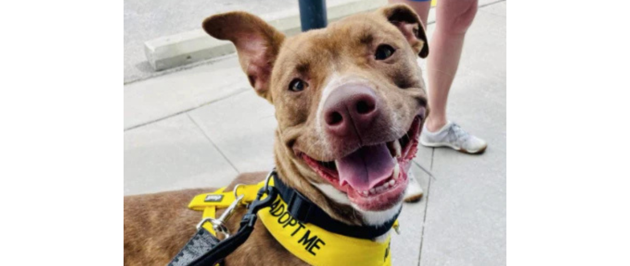 October Rescue - Always &amp; Furever Midwest Animal Sanctuary $400 Donated