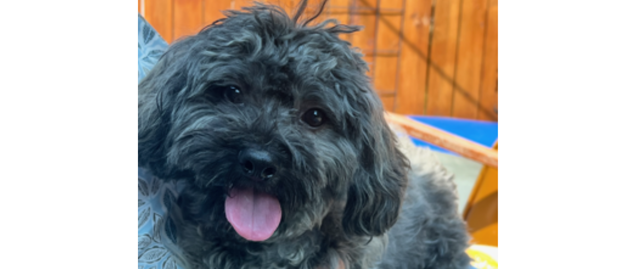 May Rescue: $192.5 Donated Meet Dusty from Puppy Mill Rescue