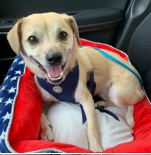 January Rescue: Cal $50 Donated