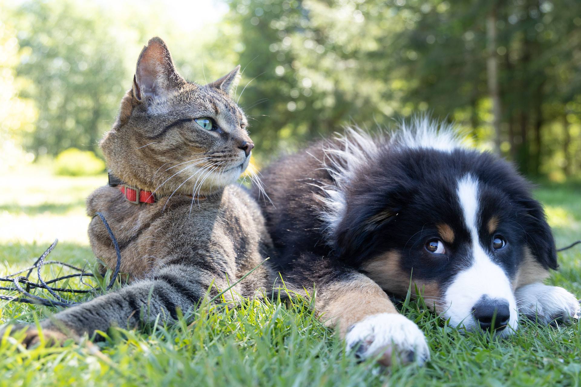 Cute Cat and Dog lying next to eachother on the grass