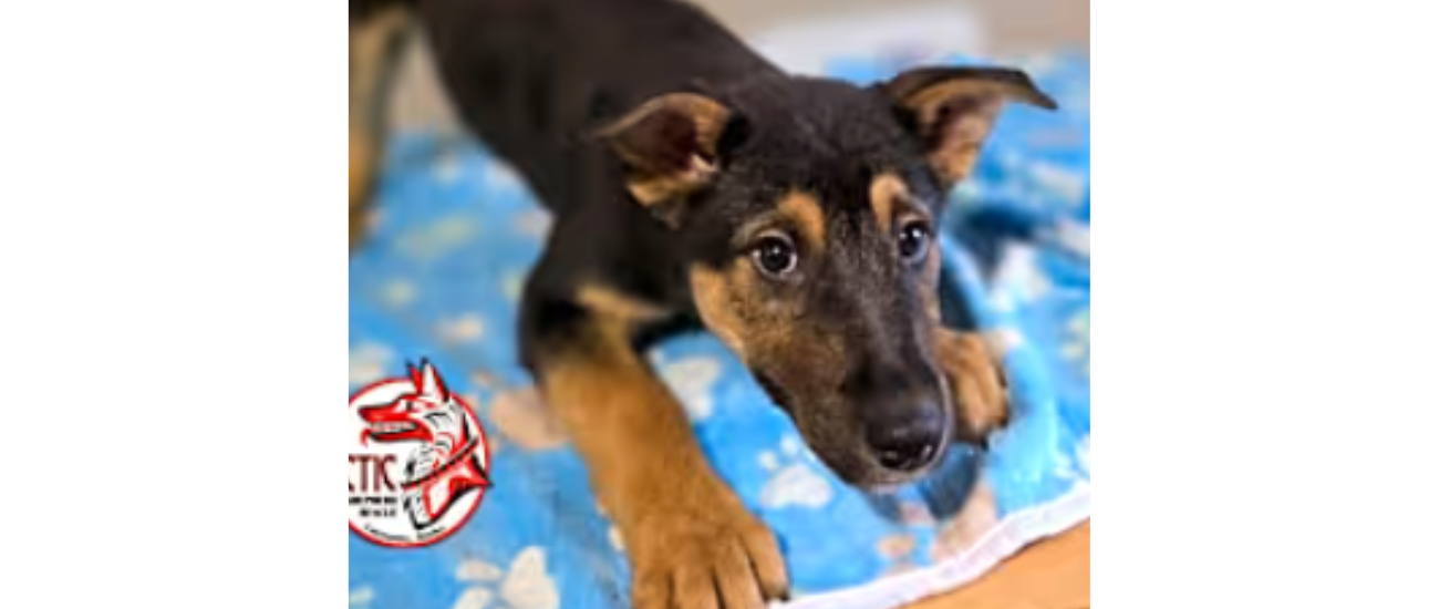 June Rescue: $175 Donated, Meet Roumie from Arctic German Shepherd Rescue