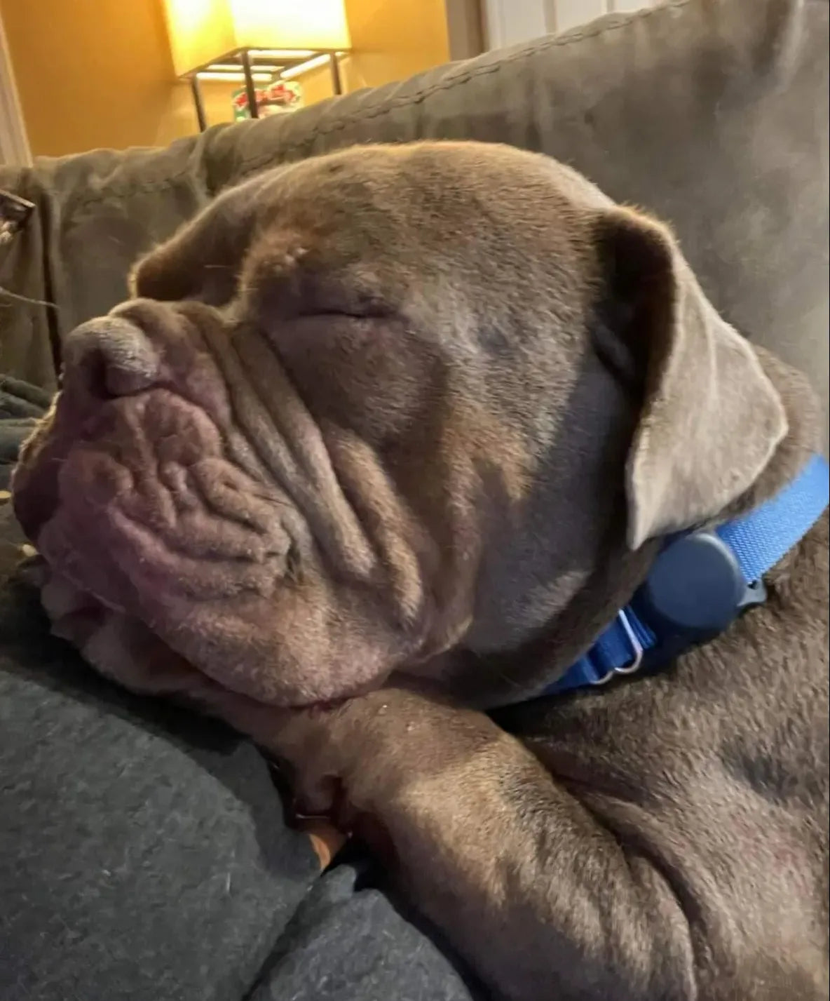 February Rescue - Meet Chunk $124 Donated