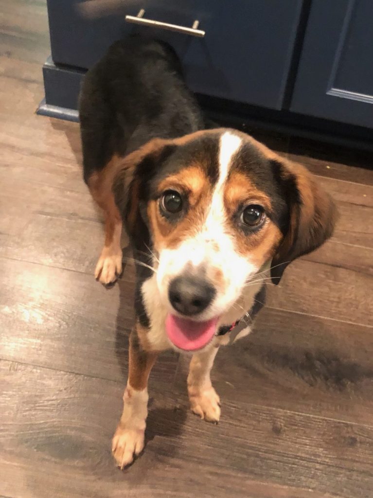 September Rescue - Meet Beetle $65 Donated