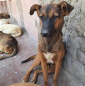 august rescue dog from esma