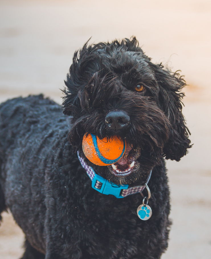 Take Your Dog – Work or Play!