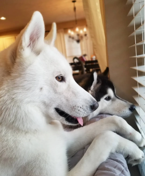 March Rescue - Meet Winter $125.5 Donated