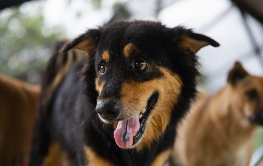 August Rescue - The Man that Rescues Dogs $TBA Donated