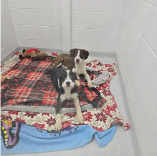 January Rescue - Detroit Pit Crew Rescue $314 Donated