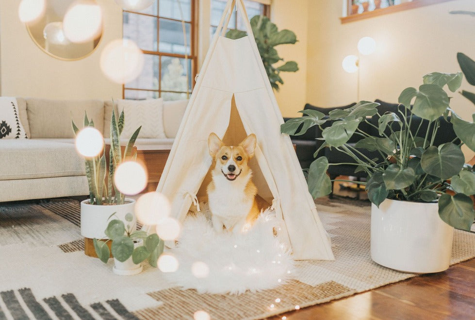 Dog in a Dog Teepee Bed