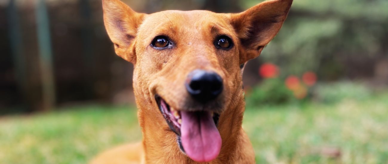 April Rescue: Meet Talia - KSPCA $175 Donated