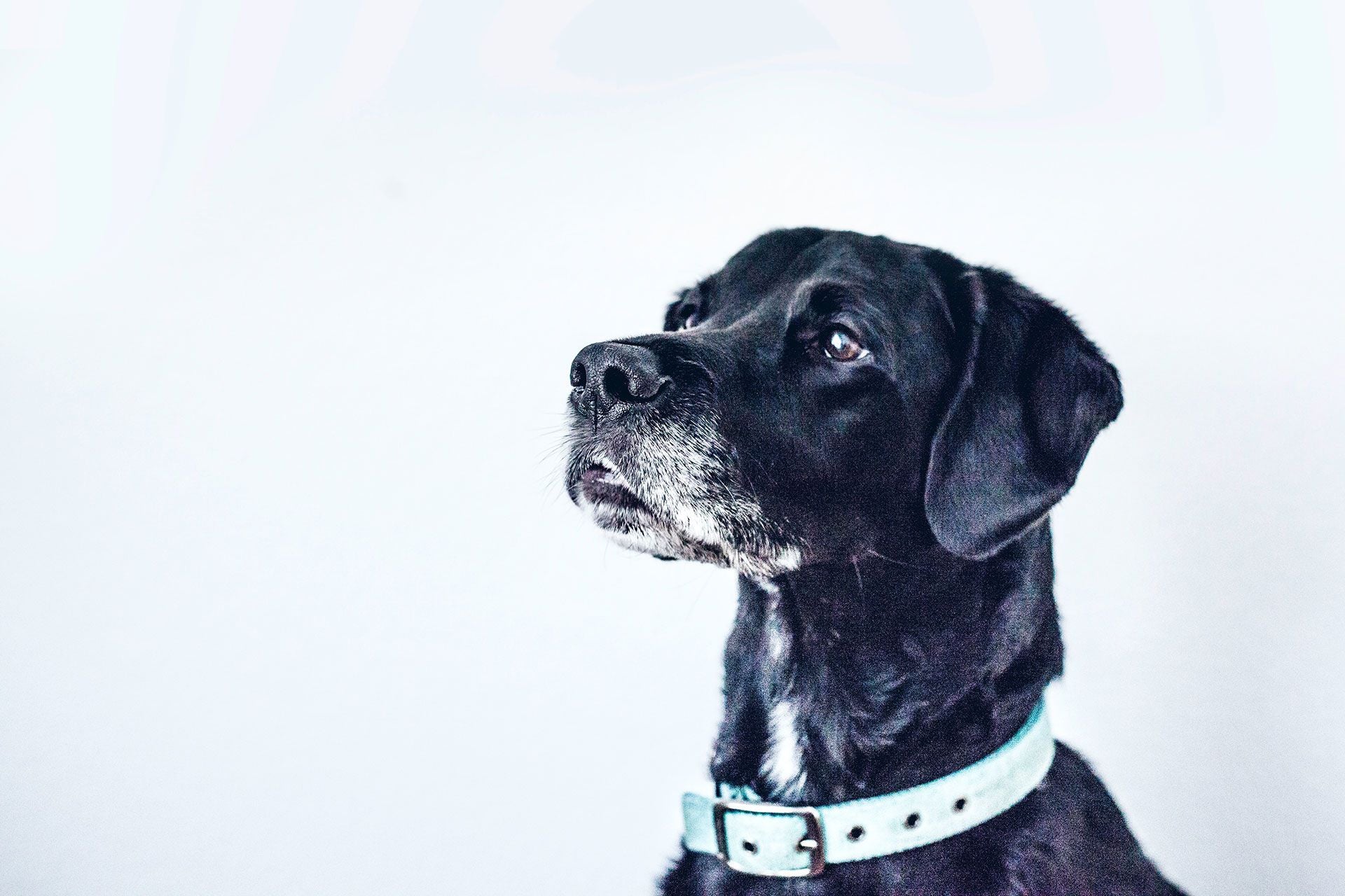 senior black Labrador dog