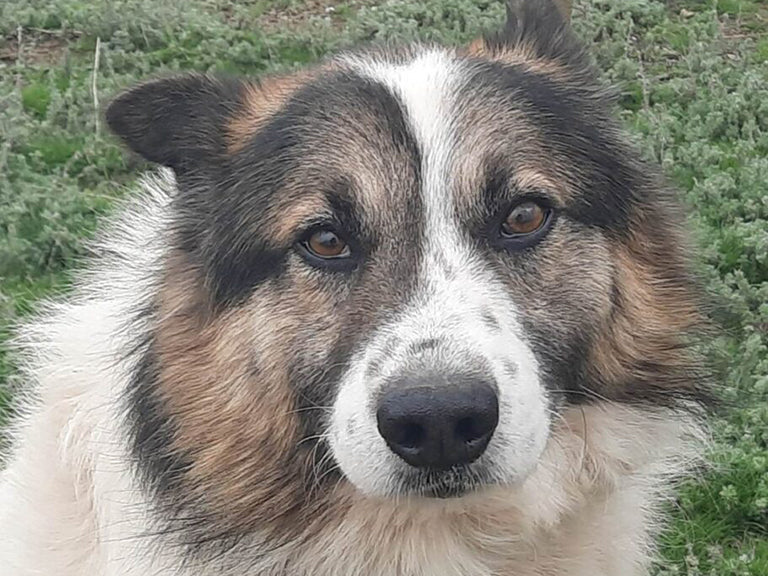 June Rescue - Meet Ben $126.5 Donated