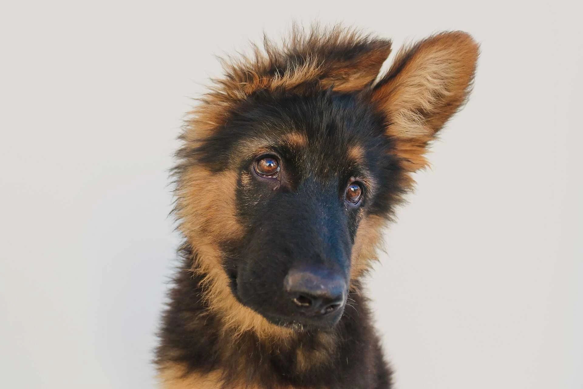 cute German Sheppard puppy tilting head