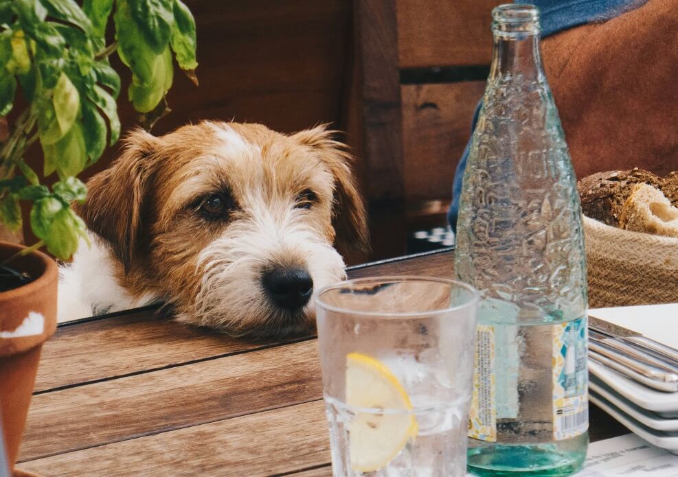 The Dog Mom’s Guide to Being Kind to Pet-Free Neighbors