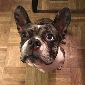 February Rescue: Dexter $50 Donated