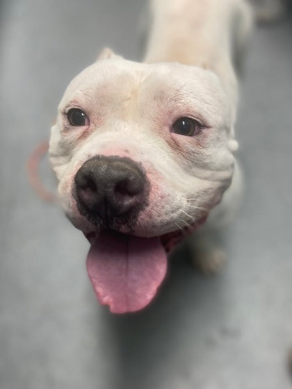 March Rescue - Humane Society of Broward County $169 donated