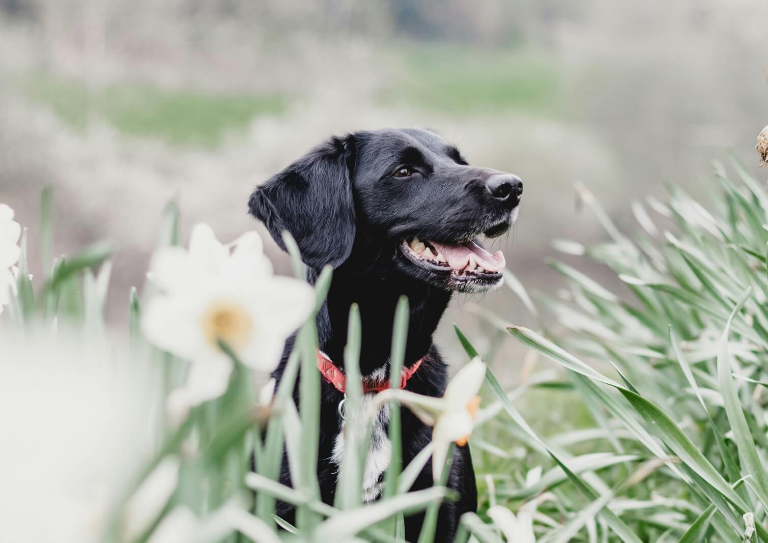 Spring Stories of Dog Mom Love