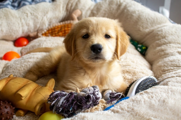 Golden Retriever Puppy Surrounded by Dog Toys