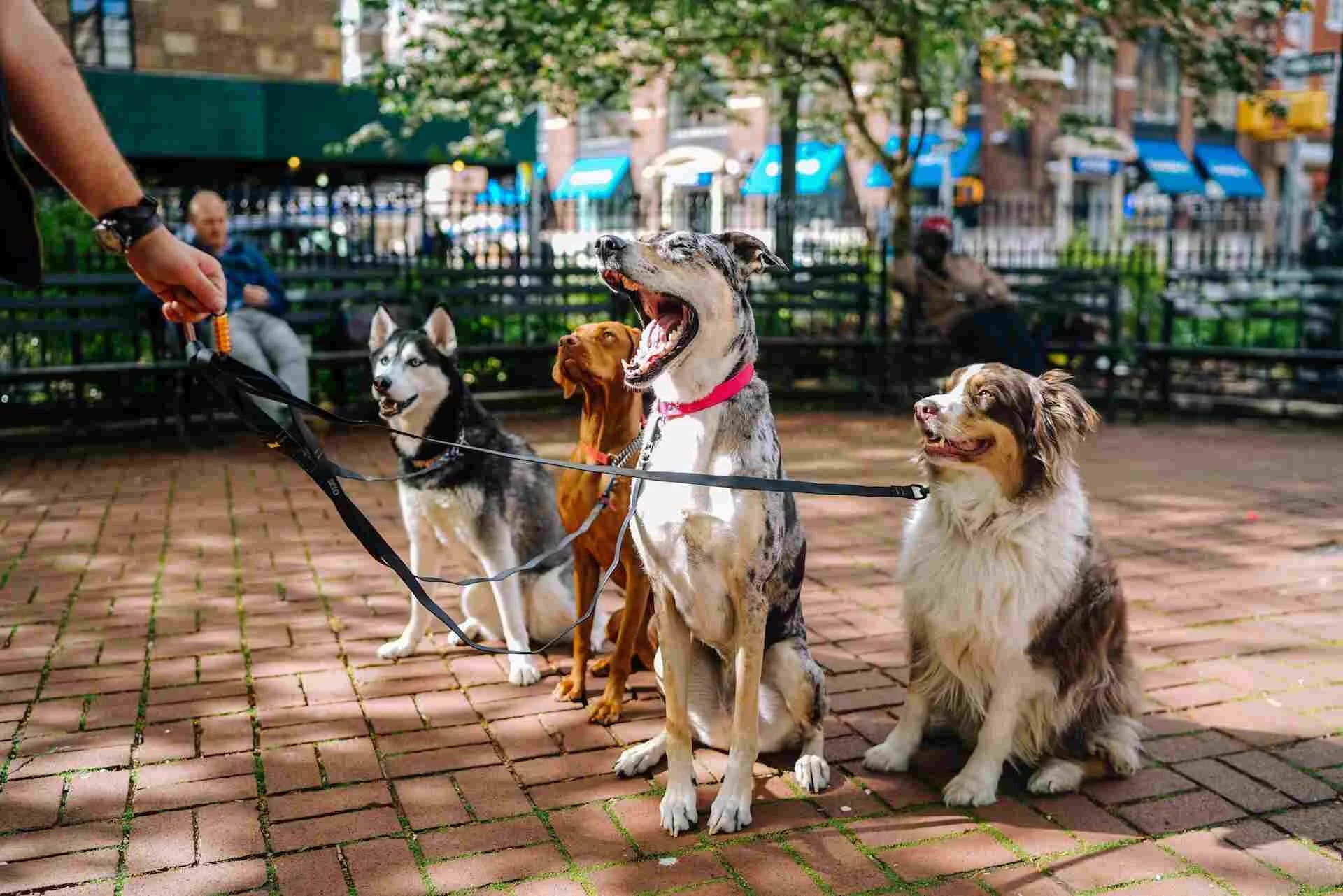 group of dogs with dog walker