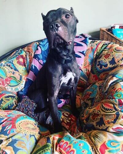 April: Meet Mooch $55 Donated