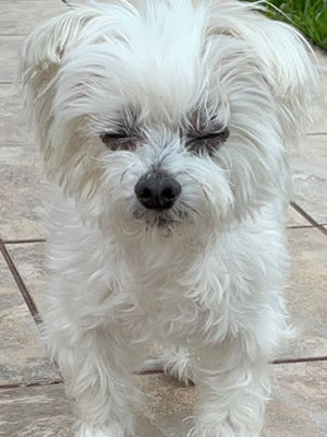 March Rescue: Kiki $57.5 Donated