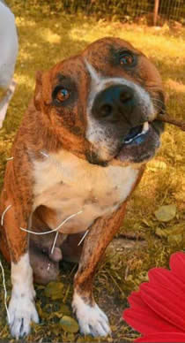 November Rescue: Otis