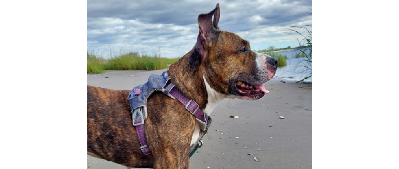 August Rescue: $175 Donated, Meet Pepper from ACC of NYC