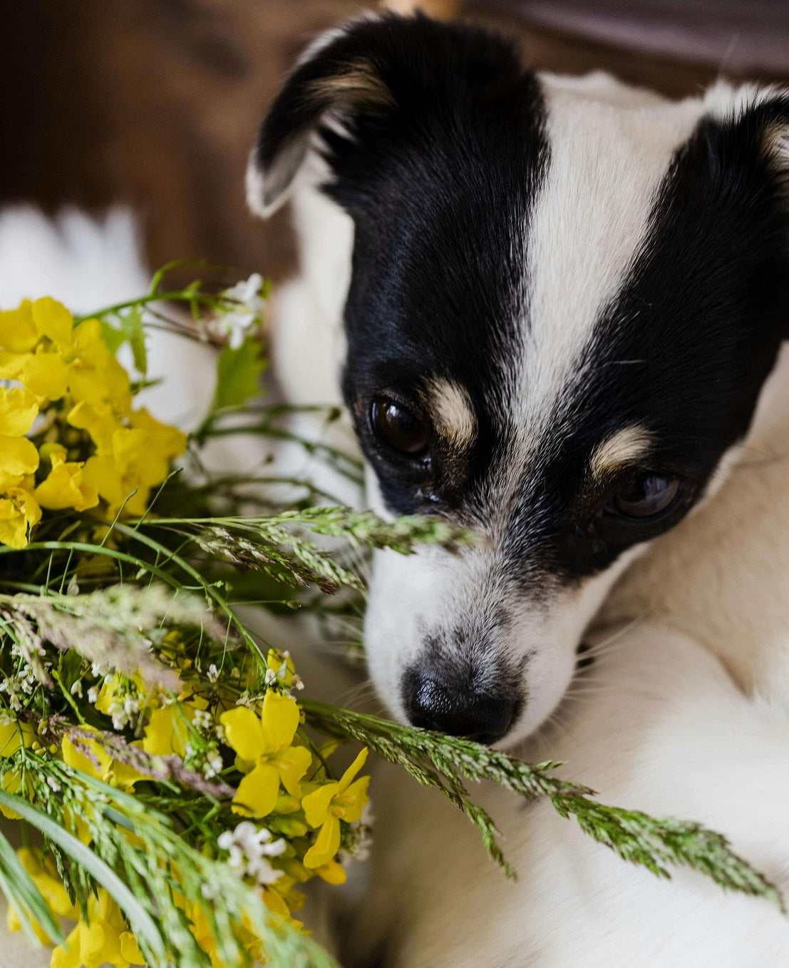Dog-Safe Self-Care for Dog Moms