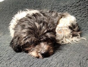 March Rescue: Clara Belle $55 Donated